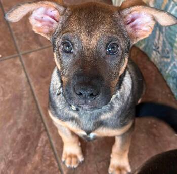 Royce -  Shepherd Dog for Adoption in Germantown, Ohio - Royce | PetCurious