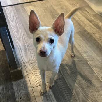 Queso -  Mixed Breed Dog for Adoption in Durham, North Carolina - Queso | PetCurious