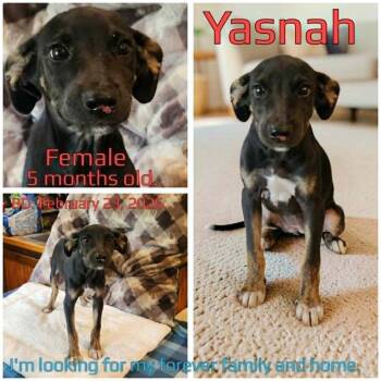 Yasnah -  Mixed Breed Dog for Adoption in Boaz, Alabama - Yasnah | PetCurious