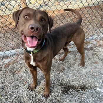 Kona -  Labrador Retriever and Pit Bull Terrier Dog for Adoption in Lindon, Utah - Kona | PetCurious
