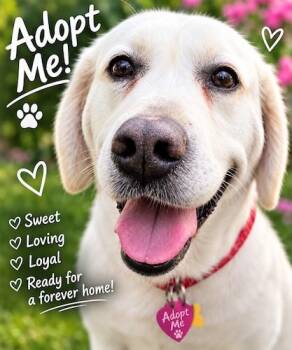 Misty 13 -  Yellow Labrador Retriever Dog for Adoption in Killingworth, Connecticut - Misty 13 | PetCurious