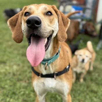 Rescue Beagle and Hound Dogs for Adoption in Fairfax, Virginia - Sweet William | PetCurious