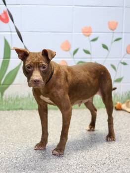 Rescue Mixed Breed Dogs for Adoption in ABRAHAM BALDWIN COLLEGE, Georgia - Starburst | PetCurious