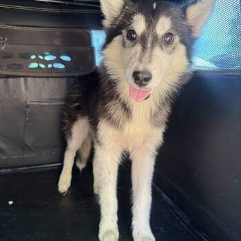 Husky Dogs Available for Adoption in Fredericksburg, Virginia - Sable  | PetCurious