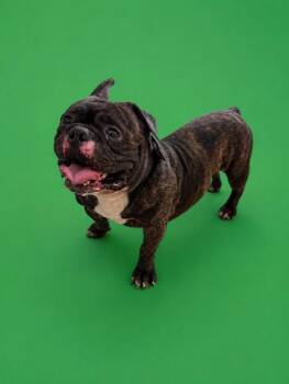 CORNELL -  French Bulldog Dog for Adoption in Doral, Florida - CORNELL | PetCurious