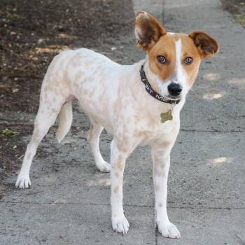 Australian Cattle Dog Blue Heeler and Mixed Breed Dogs Available for Adoption in Richmond, California - SIENNA | PetCurious