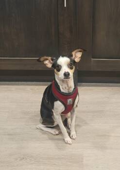 Chihuahua Dogs Available for Adoption - Wiwis | PetCurious