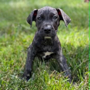 Corn Cob -  Pit Bull Terrier Dog for Adoption in Richmond, Virginia - Corn Cob | PetCurious