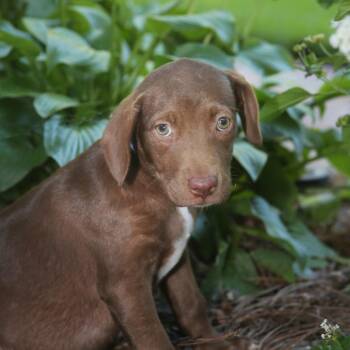 Dolce -  Mixed Breed Dog for Adoption in Allentown, Pennsylvania - Dolce | PetCurious