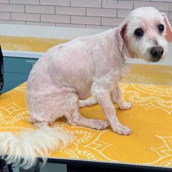 Poodle Dogs Available for Adoption in San Francisco, California - Derby 14035 | PetCurious