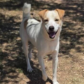 Guero -  Shepherd and Mixed Breed Dog for Adoption in Hagerstown, Maryland - Guero | PetCurious