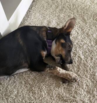Zahra -  Australian Cattle Dog Blue Heeler and Husky Dog for Adoption in Springville, New York - Zahra | PetCurious