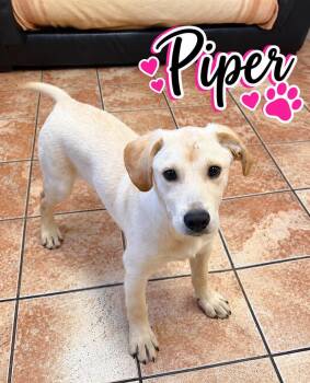 Piper -  Labrador Retriever Dog for Adoption in Rock Hill, New York - Piper | PetCurious