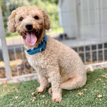 Teddy -  Maltese and Poodle Dog for Adoption in Fullerton, Pennsylvania - Teddy | PetCurious