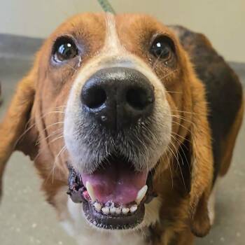 Doc -  Basset Hound and Beagle Dog for Adoption in Valparaiso, Indiana - Doc | PetCurious