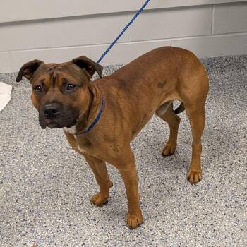 Huckleberry -  American Staffordshire Terrier Dog for Adoption in Greenville, South Carolina - Huckleberry | PetCurious