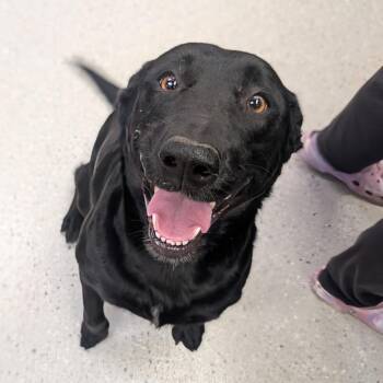 Big Arch -  Mixed Breed Dog for Adoption in Huntsville, Arkansas - Big Arch | PetCurious