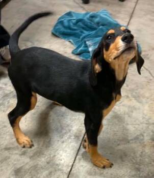 Lucy -  Black And Tan Coonhound and Mixed Breed Dog for Adoption in Lampasas, Texas - Lucy | PetCurious