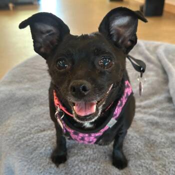 Chihuahua Dogs Available for Adoption - Diamond 13912 | PetCurious