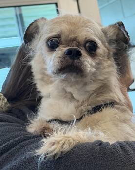 Chihuahua and Yorkshire Terrier Dogs Available for Adoption - Barney Senior  | PetCurious