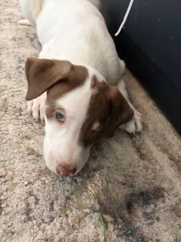 HAYDEN -  Australian Kelpie Dog for Adoption in Broomfield, Colorado - HAYDEN | PetCurious