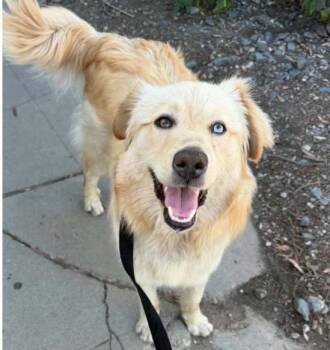 Dillon -  Golden Retriever Dog Available for Adoption in Larkfield-wikiup, California - Dillon | PetCurious