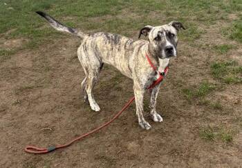 Pit Bull Terrier Dogs Available for Adoption - Pancake -- URGENT! | PetCurious