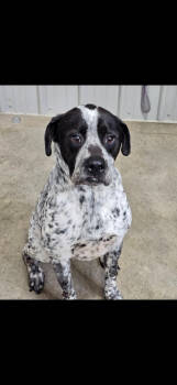 Rescue Hound Dogs for Adoption in Fort Madison, Iowa - Zeus | PetCurious