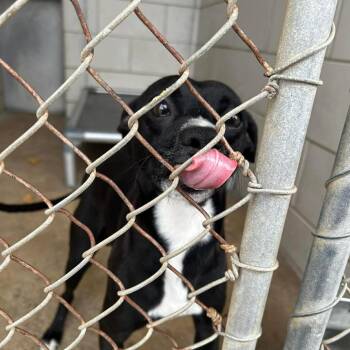 Pug and Labrador Retriever Dogs Available for Adoption - Trinket D10992 *Arriving 5/1 | PetCurious