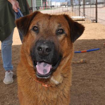 Retriever and Mixed Breed Dogs Available for Adoption in Prescott, Arizona - Bugsy Malone | PetCurious