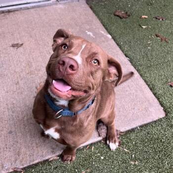 Mixed Breed Dogs Available for Adoption - Wesker | PetCurious