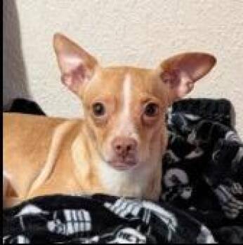 Chihuahua Dogs Available for Adoption in Thompson Falls, Montana - Vadita | PetCurious