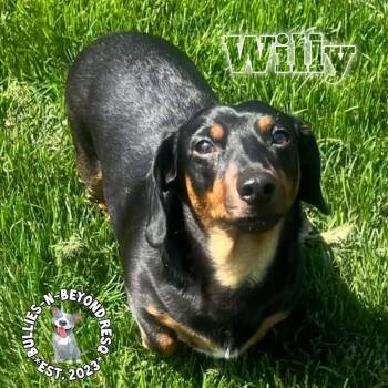 Dachshund Dogs Available for Adoption in Omaha, Nebraska - Willy | PetCurious