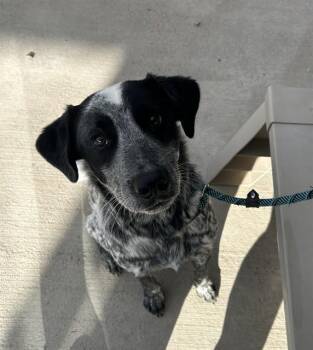 JACK -  Australian Cattle Dog Blue Heeler and Mixed Breed Dog for Adoption in Pueblo, Colorado - JACK | PetCurious