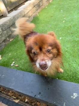 Bear -  Chihuahua and Pomeranian Dog for Adoption in Virginia Beach, Virginia - Bear | PetCurious