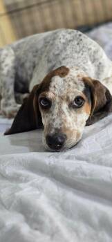 Sawyer -  Bluetick Coonhound and Black Mouth Cur Dog for Adoption in Shawnee, Oklahoma - Sawyer | PetCurious