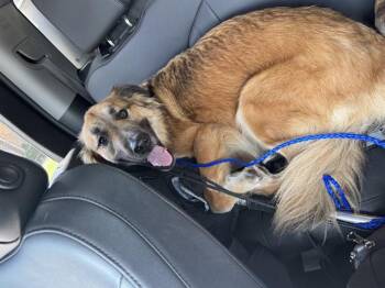FRED -  German Shepherd Dog and Mixed Breed Dog for Adoption in Grand Prairie, Texas - FRED | PetCurious