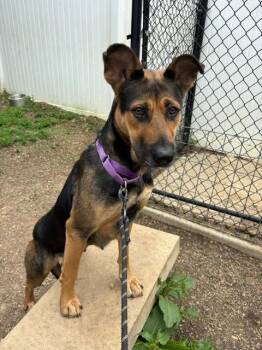 Shepherd Dogs Available for Adoption in Bloomington, Indiana - Sage | PetCurious