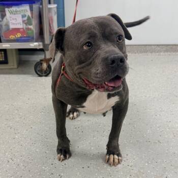 Pit Bull Terrier Dogs Available for Adoption - Sandy | PetCurious