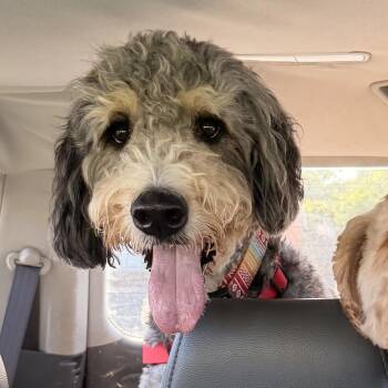 HARLEM-PENNSYLVANIA (MALE BERNEDOODLE IN ROBESONIA, PENNSYLVANIA -  Bernedoodle Dog for Adoption in Houston, Texas - HARLEM-PENNSYLVANIA (MALE BERNEDOODLE IN ROBESONIA, PENNSYLVANIA | PetCurious