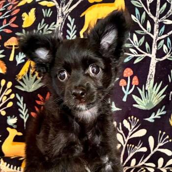 Sawyer -  Chihuahua Dog for Adoption in Oklahoma City, Oklahoma - Sawyer | PetCurious