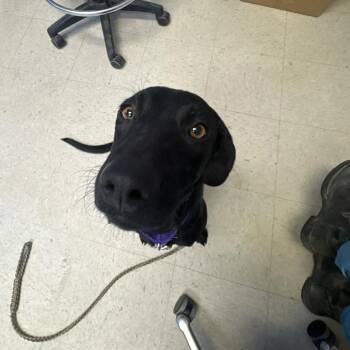 Crunchwrap -  Labrador Retriever Dog for Adoption in Austin, Texas - Crunchwrap | PetCurious