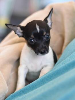 Carita -  Chihuahua Dog for Adoption in Montgomery, Texas - Carita | PetCurious