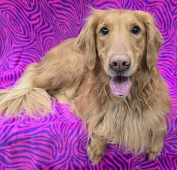 Golden Retriever Dogs Available for Adoption - Journey | PetCurious