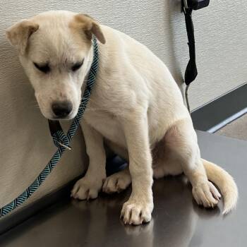 Jack Jack -  Mixed Breed Dog for Adoption in Las Cruces, New Mexico - Jack Jack | PetCurious