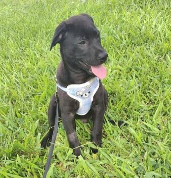 Labrador Retriever Dogs Available for Adoption in North Reading, Massachusetts - Harry | PetCurious