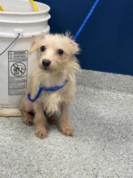 A187127 -  Rat Terrier and Mixed Breed Dog for Adoption in Pasadena, Texas - A187127 | PetCurious