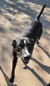 Husky and Doberman Pinscher Dogs Available for Adoption in Houston, Texas - Kazz | PetCurious