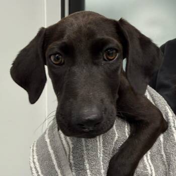 Mikey -  Labrador Retriever and Mixed Breed Dog for Adoption in Abilene, Texas - Mikey | PetCurious