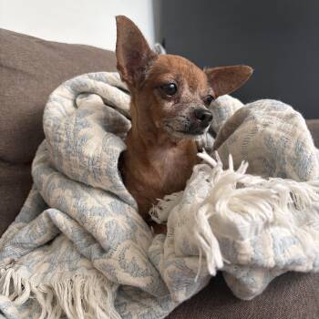 Enrique Ricky -  Chihuahua Dog for Adoption in Mettawa, Illinois - Enrique Ricky | PetCurious